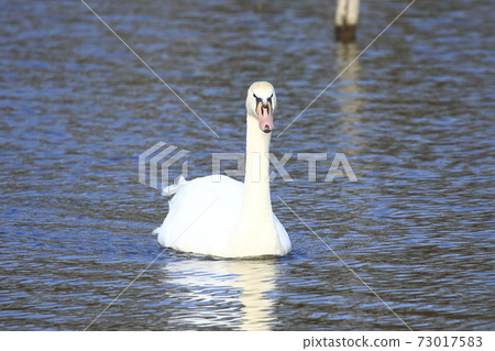 Swan relaxing on the water Swan relaxing on the water 73017583