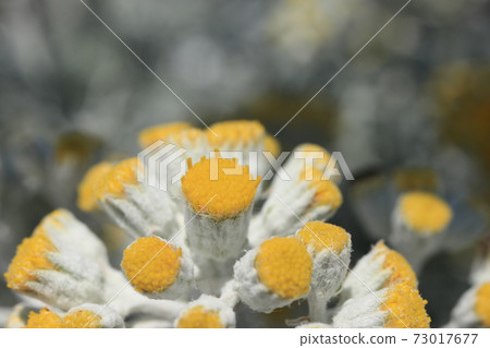 Shirotaegiku芽 73017677