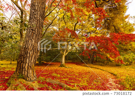 秋季京都修學院院立急 秋季京都修學院院立急 73018172