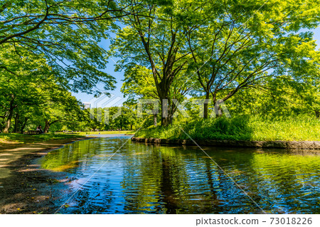 Fountain pond and green trees in Yoyogi Park, Tokyo 73018226