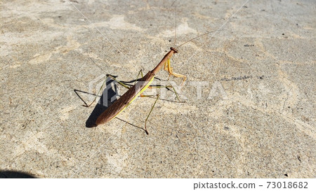 Mantis Mantis 73018682