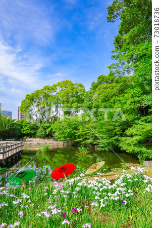 Tokugawaen, irises and Japanese umbrella <Nagoya City, Aichi Prefecture> Tokugawaen, irises and Japanese umbrella <Nagoya City, Aichi Prefecture> 73018736
