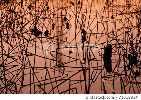 倫孔場在黃昏 73018914