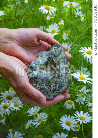 Serpentinite in hands on a background of a field of flowers of daisies 73018936