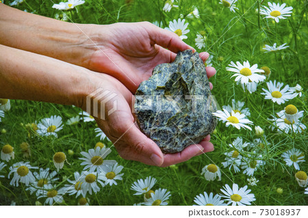 Serpentinite in hands on a background of a field of flowers of daisies 73018937