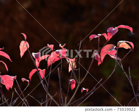 Autumn leaves landscape Autumn leaves landscape 73019022
