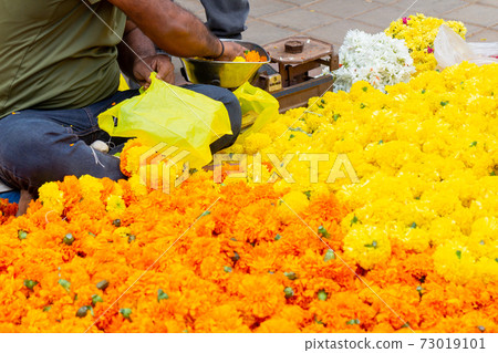 印度_萬壽菊賣家 73019101