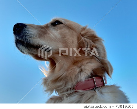 戴著項圈的金毛的配置文件 戴著項圈的金毛的配置文件 73019105