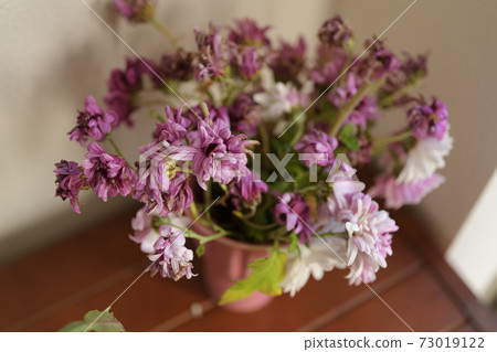 Potted flowers Potted flowers 73019122