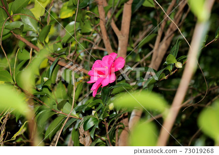 Camellia flowers blooming on the road from Kanegasaka Park in Tamba City to the simple parking lot 73019268
