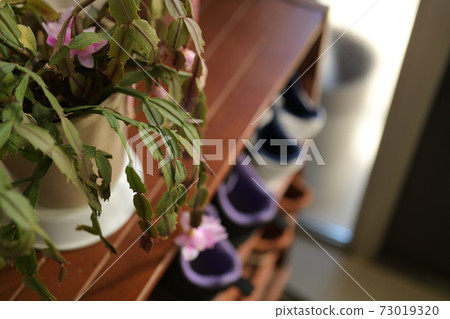 Ornamental plants displayed at the entrance 73019320