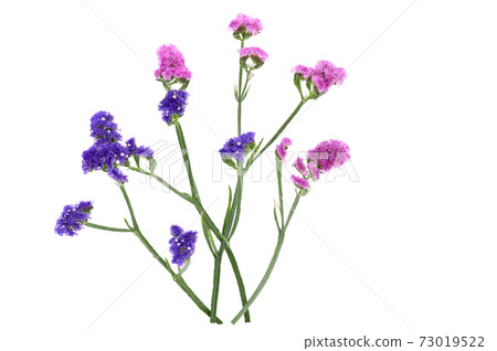 Statis Statis 73019522