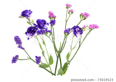 Statis Statis 73019523