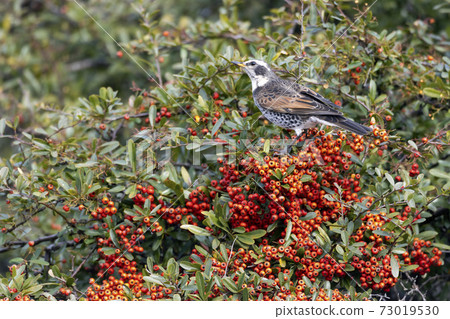 Thrush Thrush 73019530