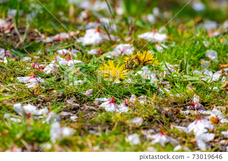 Cherry blossom petals that fell to the ground [Nagano Prefecture] 73019646