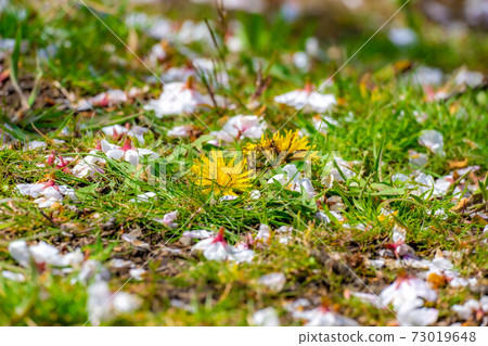 Cherry blossom petals that fell to the ground [Nagano Prefecture] 73019648