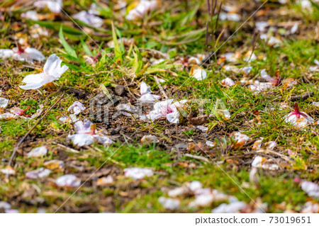 Cherry blossom petals that fell to the ground [Nagano Prefecture] 73019651