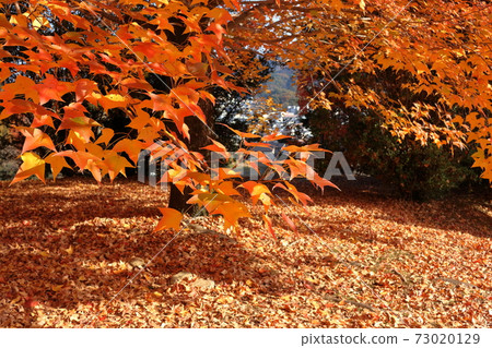 台福葉晴樹淨水廠秋葉（高知縣高知市） 73020129