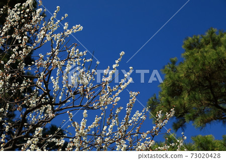 Imperial Palace East Imperial Garden Early Spring Flower Plum Imperial Palace East Imperial Garden Early Spring Flower Plum 73020428