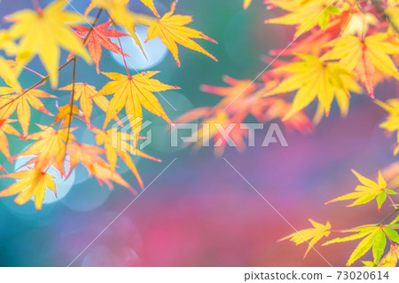 龍潭寺秋葉 龍潭寺秋葉 73020614
