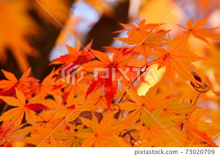 Autumn leaves of maple 73020709