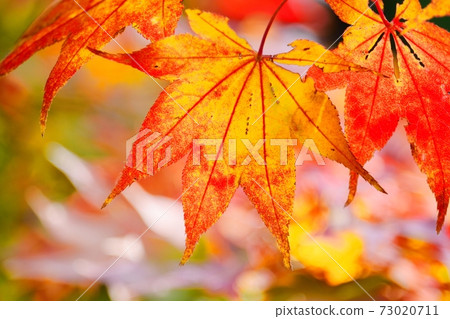 Autumn leaves of maple Autumn leaves of maple 73020711