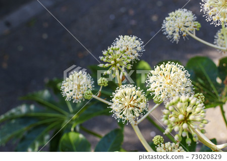 Paperplant flower 73020829