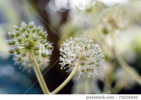 紙花 73020840