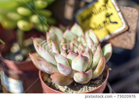 多汁植物內部 多汁植物內部 73020976