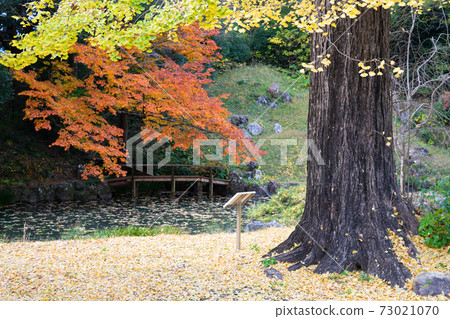 Autumn leaves of Daifukuji Temple 73021070