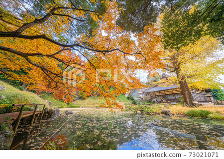 Autumn leaves of Daifukuji Temple Autumn leaves of Daifukuji Temple 73021071