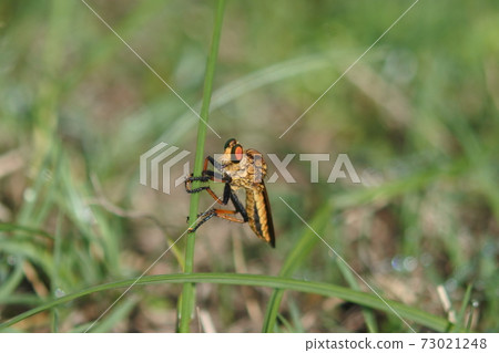 Aomeab, a carnivorous insect, perching on a leaf to the left 73021248
