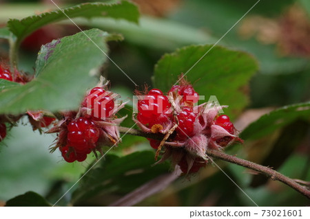 Red fruit of Rubus buergeri Red fruit of Rubus buergeri 73021601