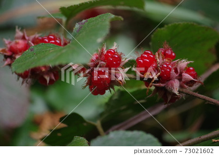 Red fruit of Rubus buergeri Red fruit of Rubus buergeri 73021602