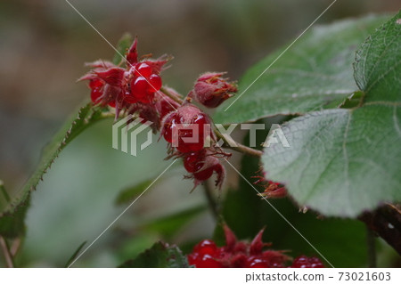Red fruit of Rubus buergeri Red fruit of Rubus buergeri 73021603