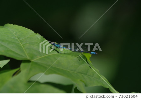 Damselfly male Damselfly male 73021604