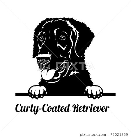 Peeking Dog - Curly-Coated Retriever breed - head isolated on white Peeking Dog - Curly-Coated Retriever breed - head isolated on white 73021869