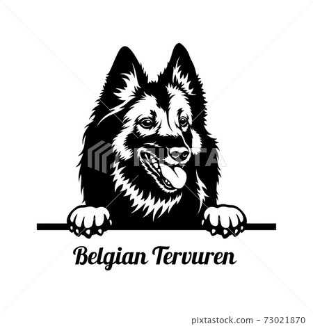 Peeking Dog - Belgian Tervuren breed - head isolated on white Peeking Dog - Belgian Tervuren breed - head isolated on white 73021870