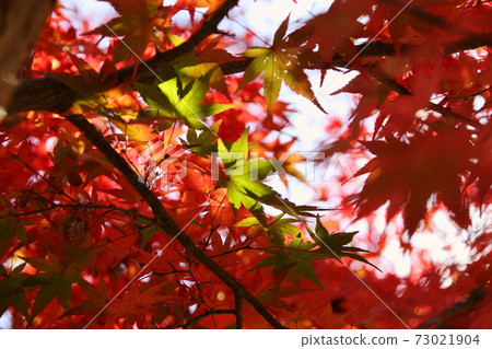 綠葉亮紅色 73021904