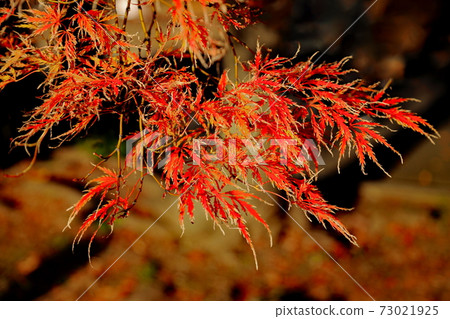 Autumn leaves Autumn leaves 73021925