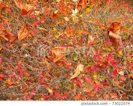 Enkianthus perulatus with dead leaves and autumn leaves scattered in the planting Enkianthus perulatus with dead leaves and autumn leaves scattered in the planting 73022074