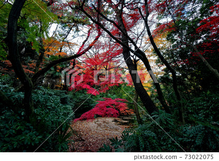 Autumn leaves Autumn leaves 73022075