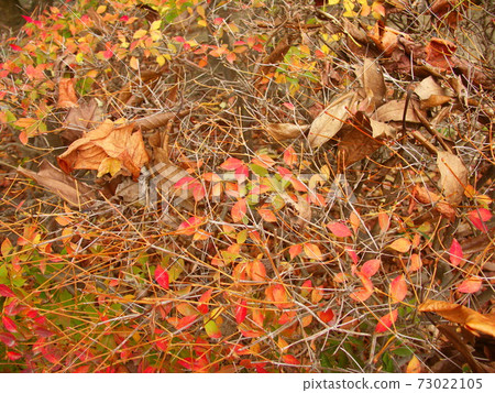 Enkianthus perulatus with dead leaves and autumn leaves scattered in the planting Enkianthus perulatus with dead leaves and autumn leaves scattered in the planting 73022105