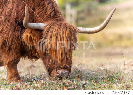 Highland cattle in a pasture in autumn. 73022377