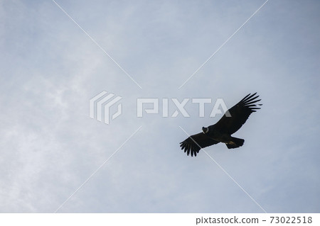 Condor Condor 73022518