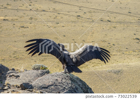 Condor Condor 73022539