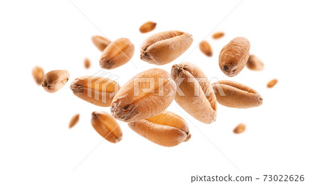 Wheat grains levitate on a white background 73022626