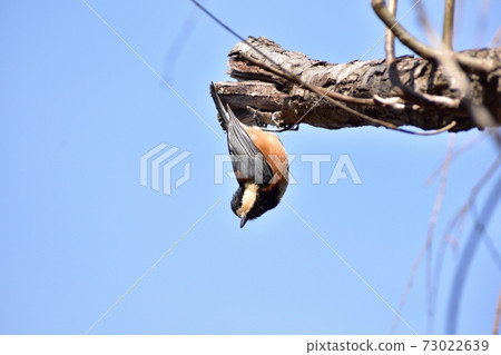 Varied Tit 201226pm 12: 51-2 Varied Tit 201226pm 12: 51-2 73022639