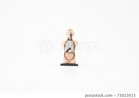 人體模型 73023015