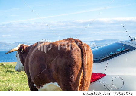 Cow at St Johns Point in County DOnegal - Ireland 73023072